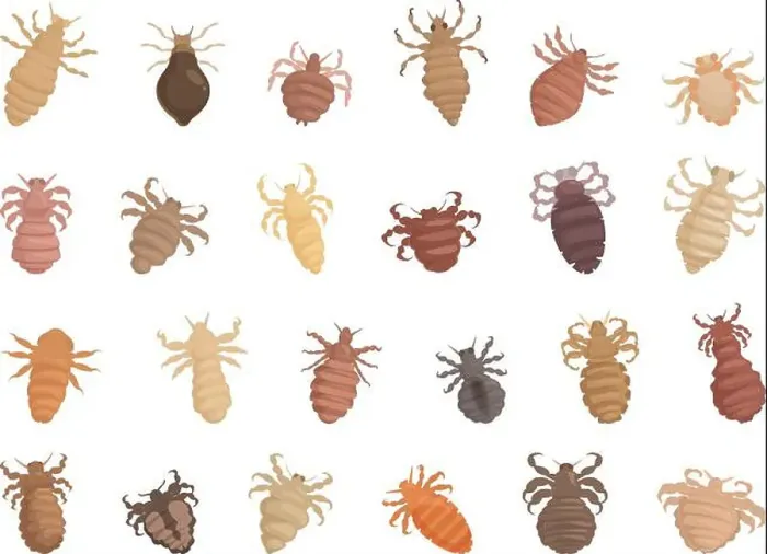 Framed Print : Lice icons set cartoon vector. Nature parasite. Insect head. Lice icons set cartoon vector. Nature parasite