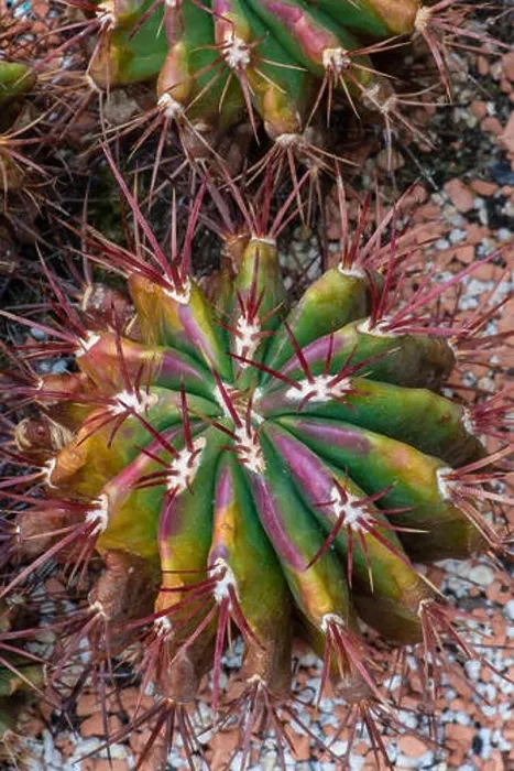 Framed Print : Still life color macro image of a fero cactus with purple spikes on natural background seen from the top Framed Print : Still life color macro image of a fero cactus with purple spikes on natural background seen from the top