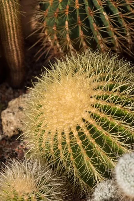 Framed Print : Still life color macro image of a large golden ball cactus with white spikes on natural background seen from the side Framed Print : Still life color macro image of a large golden ball cactus with white spikes on natural background seen from the side