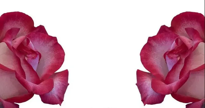 Framed Print : Still life color macro of two isolated red white rose blossoms with detailed texture on white background Framed Print : Still life color macro of two isolated red white rose blossoms with detailed texture on white background
