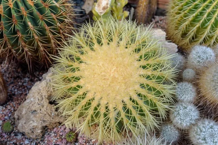 Framed Print : Still life color macro photo of a large golden ball cactus with white spikes on natural background seen from the top