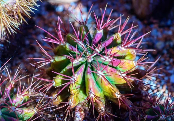 Framed Print : Still life colorl macro portrait of a fero cactus with purple spikes on natural background seen from the top Framed Print : Still life colorl macro portrait of a fero cactus with purple spikes on natural background seen from the top