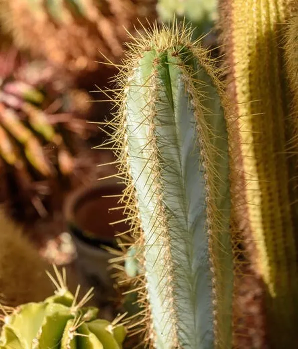 Framed Print : Still life colorl macro portrait of a group of cactus in a gardening bed on stony ground seen from the side Framed Print : Still life colorl macro portrait of a group of cactus in a gardening bed on stony ground seen from the side