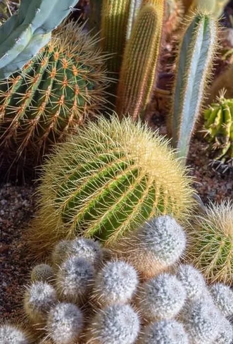 Framed Print : Still life colorl macro portrait of a group of cactus in a gardening bed on stony ground seen from the side Framed Print : Still life colorl macro portrait of a group of cactus in a gardening bed on stony ground seen from the side
