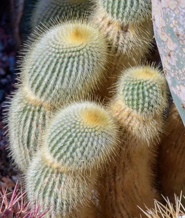 Framed Print : Still life colorl macro portrait of a group of cactus in a gardening bed on stony ground seen from the side Framed Print : Still life colorl macro portrait of a group of cactus in a gardening bed on stony ground seen from the side