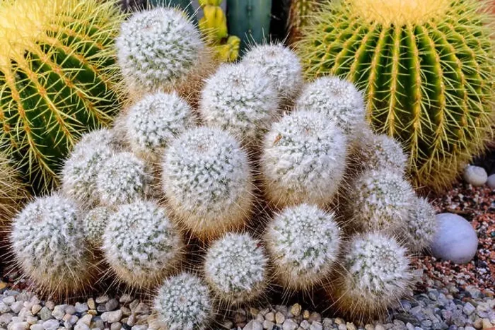 Framed Print : Still life colorl macro portrait of a group of mammillarias surrounded by two large golden ball cactus in a gardening Framed Print : Still life colorl macro portrait of a group of mammillarias surrounded by two large golden ball cactus in a gardening