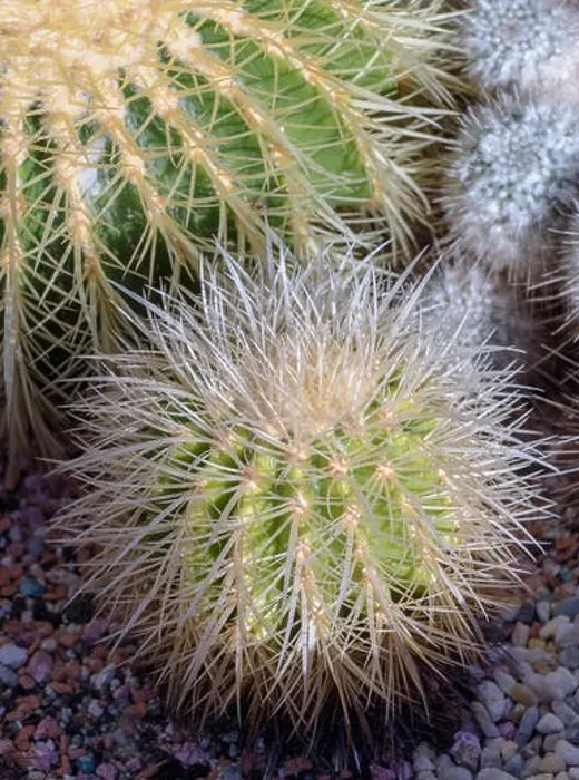 Framed Print : Still life colorl macro portrait of a small golden ball cactus with white spikes on natural background seen from the top Framed Print : Still life colorl macro portrait of a small golden ball cactus with white spikes on natural background seen from the top