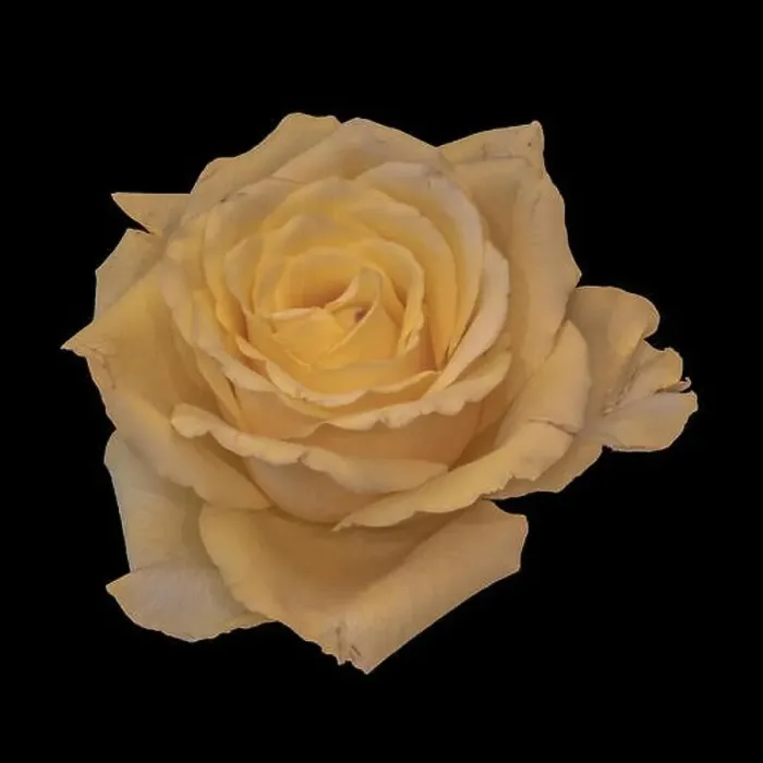 Framed Print : Still life fine art color macro of a single isolated bright yellow rose blossom with detailed texture on black Framed Print : Still life fine art color macro of a single isolated bright yellow rose blossom with detailed texture on black