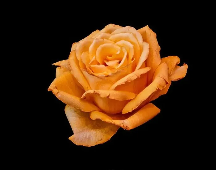 Framed Print : Still life fine art color macro of a single isolated dark yellow golden rose blossom with detailed texture on black Framed Print : Still life fine art color macro of a single isolated dark yellow golden rose blossom with detailed texture on black