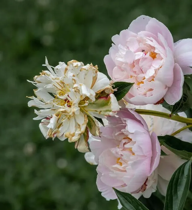 Framed Print : Still life fine art color outdoor flower image of fading pink white peony blossoms on natural green background Framed Print : Still life fine art color outdoor flower image of fading pink white peony blossoms on natural green background
