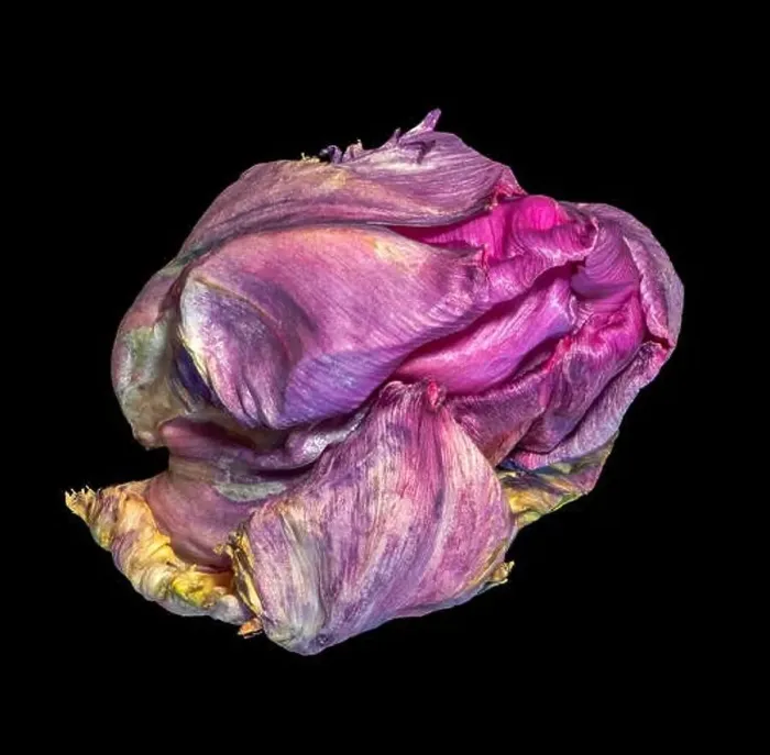Framed Print : Still life fine art colorful macro of a single isolated fading parrot tulip blossom in surrealistic / fantastic realism Framed Print : Still life fine art colorful macro of a single isolated fading parrot tulip blossom in surrealistic / fantastic realism