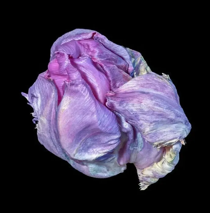 Framed Print : Still life fine art colorful macro of a single isolated fading parrot tulip blossom in surrealistic / fantastic realism