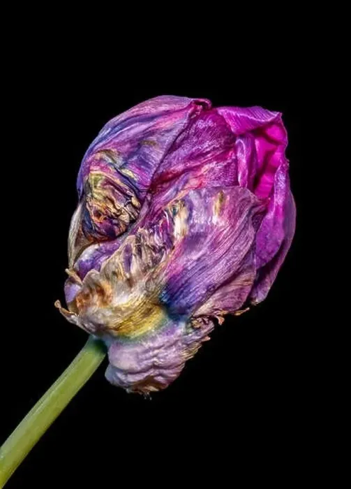 Framed Print : Still life fine art pop-art colored macro of a single isolated fading parrot tulip blossom with green stem in Framed Print : Still life fine art pop-art colored macro of a single isolated fading parrot tulip blossom with green stem in