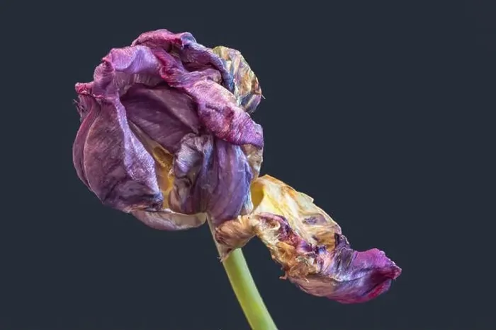 Framed Print : Still life fine art pop-art colored macro of a single isolated fading parrot tulip blossom with green stem in Framed Print : Still life fine art pop-art colored macro of a single isolated fading parrot tulip blossom with green stem in