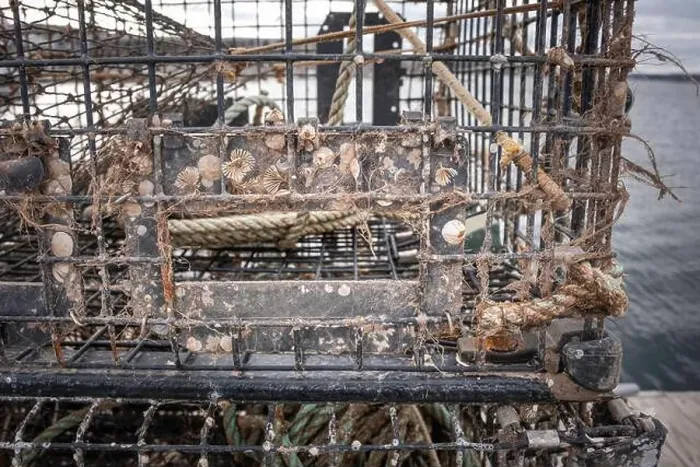 Framed Print : Life Teeming on a Working Crab Pot Framed Print : Life Teeming on a Working Crab Pot