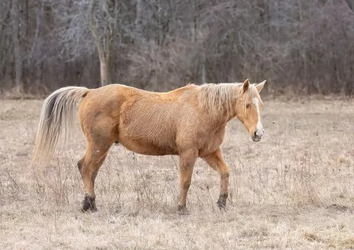 Framed Print : Light brown horse walking in a meadow on Wolfe Island, Ontario, Canada Framed Print : Light brown horse walking in a meadow on Wolfe Island, Ontario, Canada