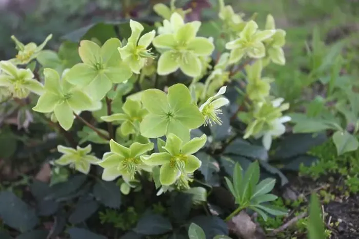 Framed Print : Light green and yellow Hellebore flowers growing in a garden Framed Print : Light green and yellow Hellebore flowers growing in a garden