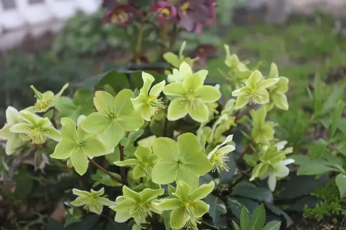 Framed Print : Light green and yellow Hellebore flowers growing in a garden Framed Print : Light green and yellow Hellebore flowers growing in a garden