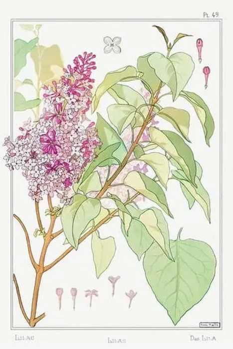 Framed Print : Lilac. Botanical art illustrated by Maurice Pillard Verneuil (1896) Framed Print : Lilac. Botanical art illustrated by Maurice Pillard Verneuil (1896)