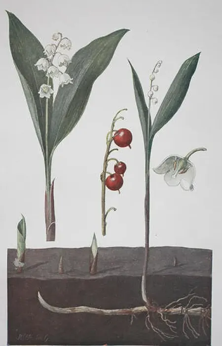 Framed Print : Lily of the valley, Convallaria majalis, historical illustration, 1880 Framed Print : Lily of the valley, Convallaria majalis, historical illustration, 1880