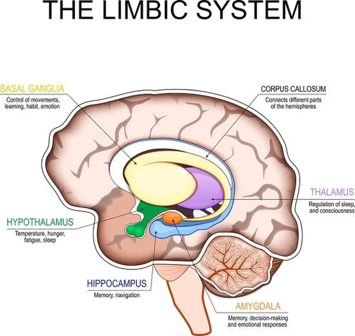 Framed Print : Limbic system. Cross section of a human brain Framed Print : Limbic system. Cross section of a human brain