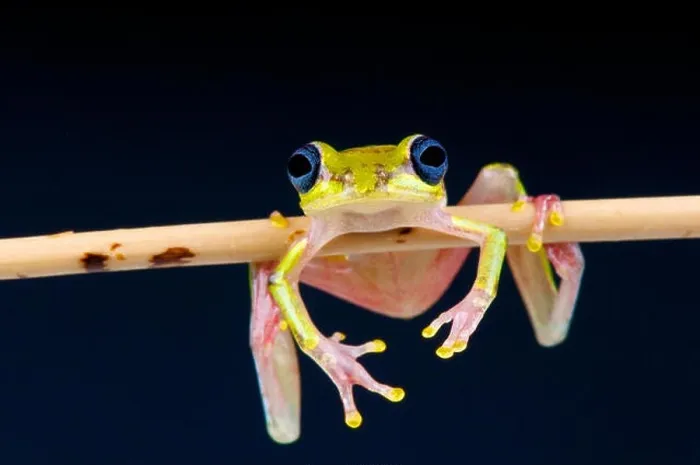 Framed Print : Lime reed frog / Hyperolius fusciventris Framed Print : Lime reed frog / Hyperolius fusciventris