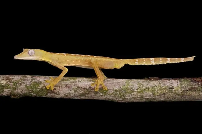 Framed Print : Lined Flat-tail Gecko (Uroplatus lineatus) Framed Print : Lined Flat-tail Gecko (Uroplatus lineatus)