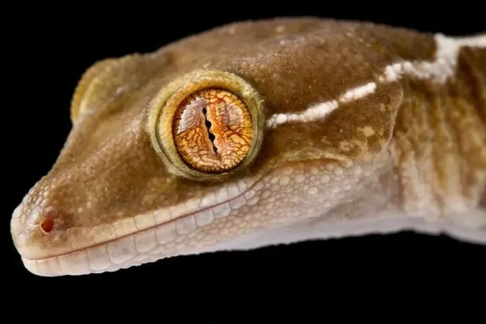 Framed Print : Lined gecko (Gekko vittatus) Framed Print : Lined gecko (Gekko vittatus)