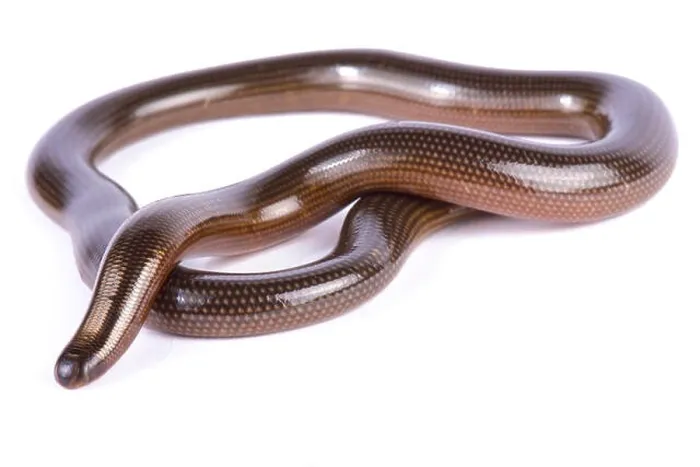 Framed Print : Lineolate blind snake, Afrotyphlopinae lineolatus Framed Print : Lineolate blind snake, Afrotyphlopinae lineolatus