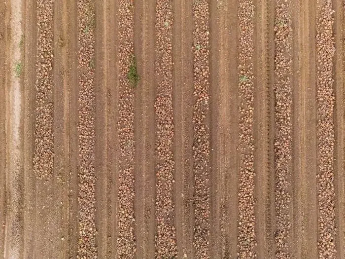 Framed Print : Lines and patterns on an onion field with onions at harvest as an aerial view Framed Print : Lines and patterns on an onion field with onions at harvest as an aerial view