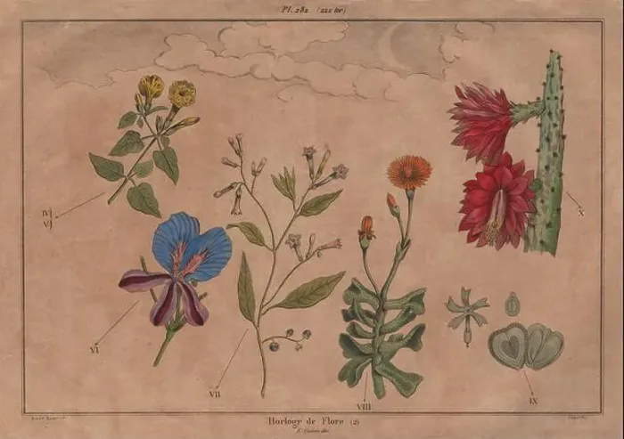 Framed Print : LINNAEUS FLOWER CLOCK: Horloge de Flore II. Horologium Florae, old print 1833 Framed Print : LINNAEUS FLOWER CLOCK: Horloge de Flore II. Horologium Florae, old print 1833