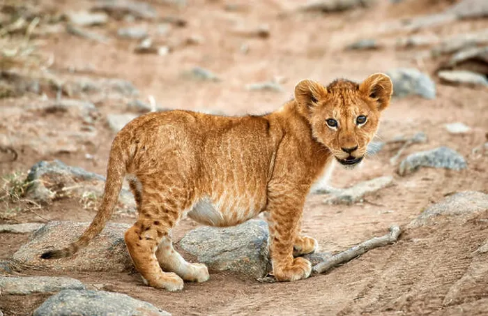 Framed Print : lion cub, Panthera leo, Serengeti National Park, UNESCO world heritage site, Tanzania, Africa Framed Print : lion cub, Panthera leo, Serengeti National Park, UNESCO world heritage site, Tanzania, Africa
