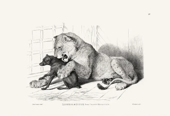 Framed Print : Lion and Dog illustration. Plate from a vintage book of engravings by Sir Edwin Landseer Framed Print : Lion and Dog illustration. Plate from a vintage book of engravings by Sir Edwin Landseer