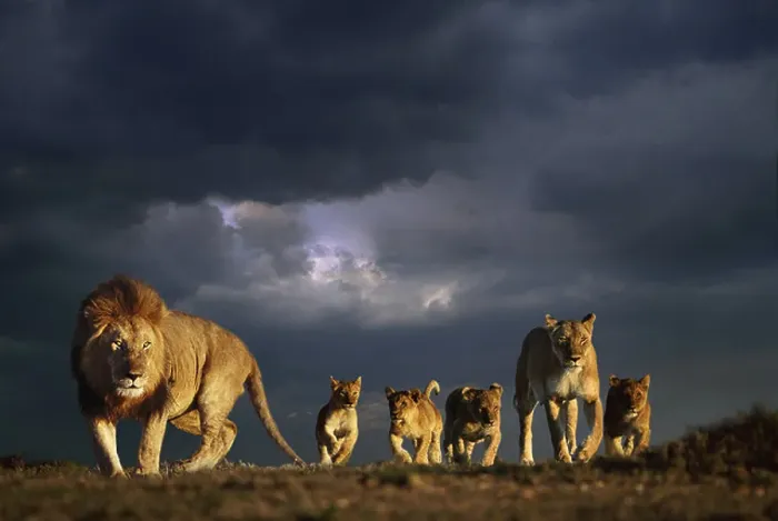 Framed Print : Lion family and stormy sky Masai Mara Kenya Framed Print : Lion family and stormy sky Masai Mara Kenya