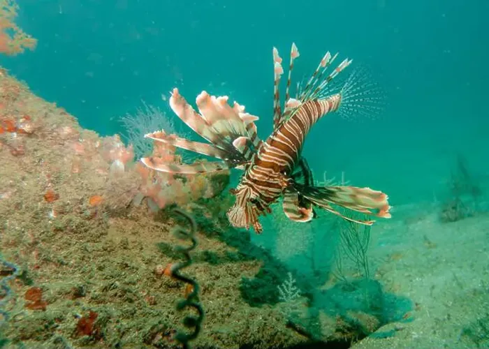 Framed Print : Lion fish hunting at the bottom of the Gulf of Oman in Fujairah, United Arab Emirates Framed Print : Lion fish hunting at the bottom of the Gulf of Oman in Fujairah, United Arab Emirates