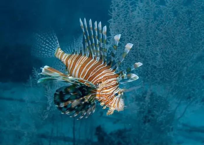 Framed Print : Lion fish hunting at the bottom of the Gulf of Oman in Fujairah, United Arab Emirates Framed Print : Lion fish hunting at the bottom of the Gulf of Oman in Fujairah, United Arab Emirates