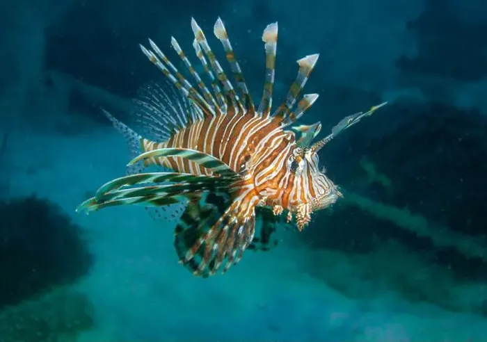Framed Print : Lion fish hunting at the bottom of the Gulf of Oman in Fujairah, United Arab Emirates Framed Print : Lion fish hunting at the bottom of the Gulf of Oman in Fujairah, United Arab Emirates