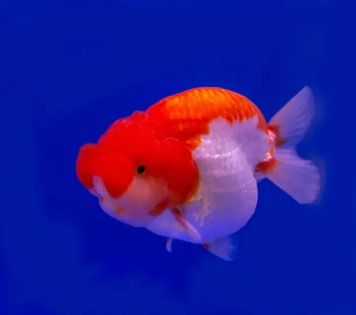 Framed Print : Lion head goldfish (Carassius auratus) on blue background Framed Print : Lion head goldfish (Carassius auratus) on blue background