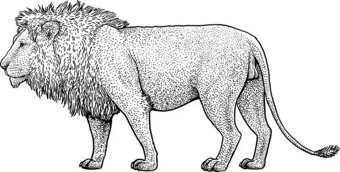 Framed Print : Lion illustration, drawing, engraving, ink, line art, vector