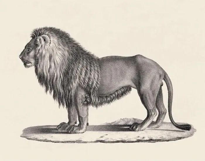 Framed Print : Lion illustration. Pencil sketch of a lion isolated on an aged beige background Framed Print : Lion illustration. Pencil sketch of a lion isolated on an aged beige background