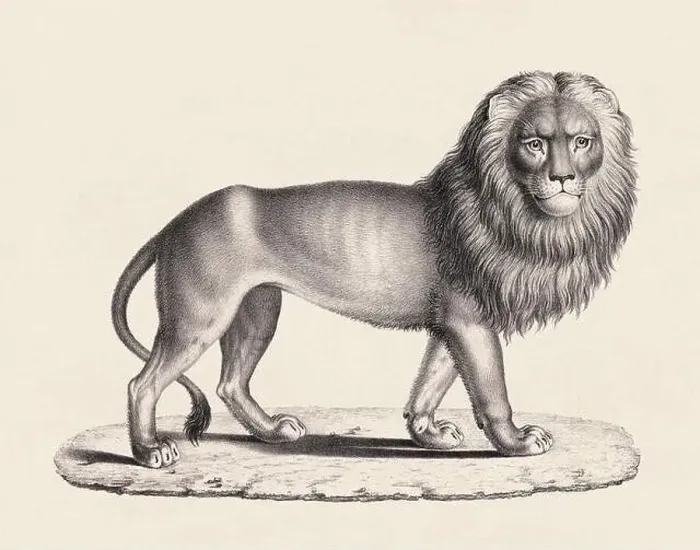 Framed Print : Lion illustration. Pencil sketch of a lion isolated on an aged beige background Framed Print : Lion illustration. Pencil sketch of a lion isolated on an aged beige background