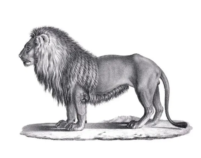 Framed Print : Lion illustration. Pencil sketch of a lion isolated on a plain white background Framed Print : Lion illustration. Pencil sketch of a lion isolated on a plain white background