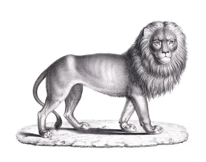 Framed Print : Lion illustration. Pencil sketch of a lion isolated on a plain white background Framed Print : Lion illustration. Pencil sketch of a lion isolated on a plain white background