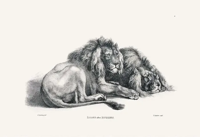 Framed Print : Lion illustration. Plate from a vintage book of engravings by Sir Edwin Landseer Framed Print : Lion illustration. Plate from a vintage book of engravings by Sir Edwin Landseer