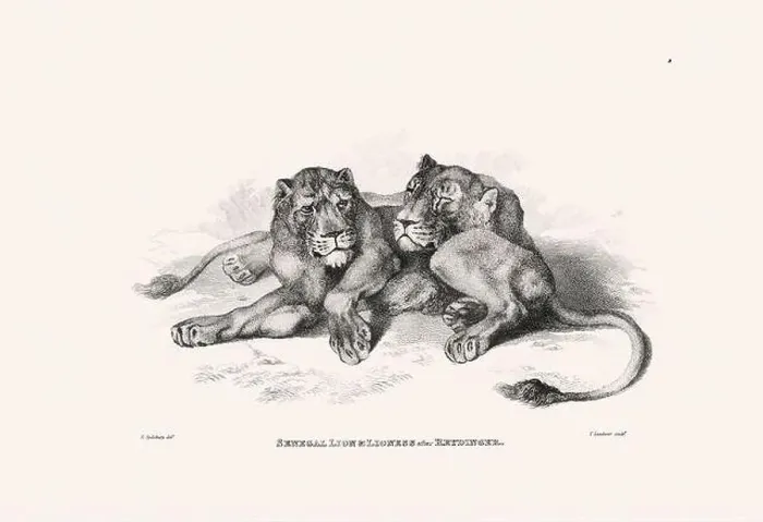 Framed Print : Lion illustration. Plate from a vintage book of engravings by Sir Edwin Landseer Framed Print : Lion illustration. Plate from a vintage book of engravings by Sir Edwin Landseer