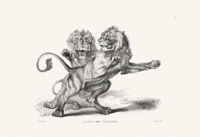 Framed Print : Lion illustration. Plate from a vintage book of engravings by Sir Edwin Landseer Framed Print : Lion illustration. Plate from a vintage book of engravings by Sir Edwin Landseer