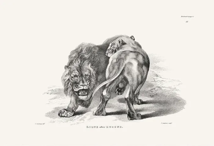Framed Print : Lion illustration. Plate from a vintage book of engravings by Sir Edwin Landseer Framed Print : Lion illustration. Plate from a vintage book of engravings by Sir Edwin Landseer