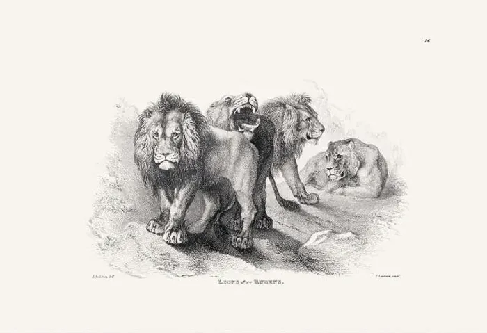 Framed Print : Lion illustration. Plate from a vintage book of engravings by Sir Edwin Landseer
