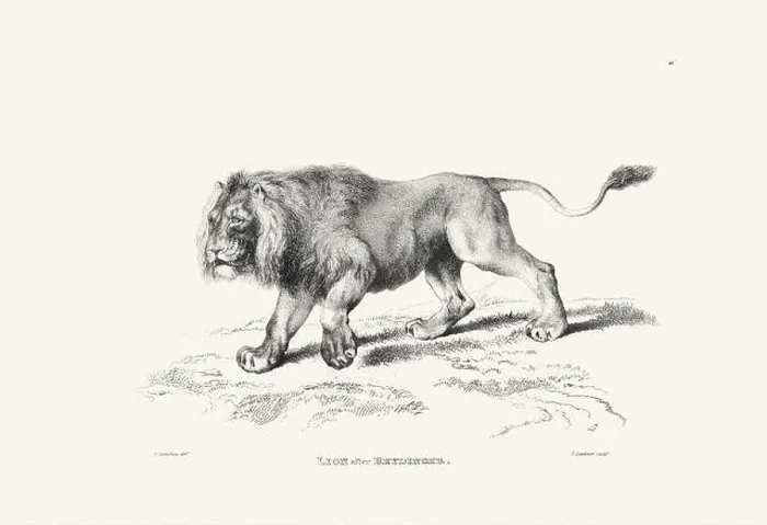 Framed Print : Lion illustration. Plate from a vintage book of engravings by Sir Edwin Landseer Framed Print : Lion illustration. Plate from a vintage book of engravings by Sir Edwin Landseer