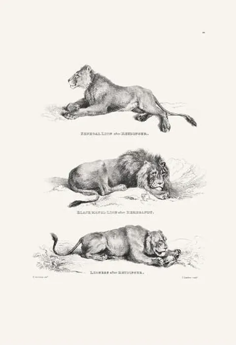 Framed Print : Lion illustration. Plate from a vintage book of engravings by Sir Edwin Landseer Framed Print : Lion illustration. Plate from a vintage book of engravings by Sir Edwin Landseer
